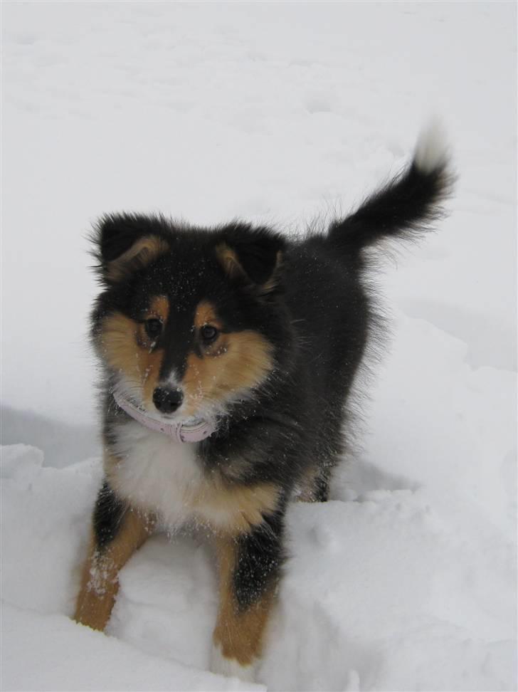 Shetland sheepdog Ida billede 1