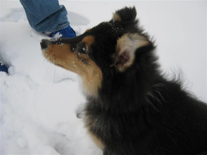 Shetland sheepdog Ida billede 2