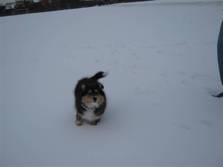 Shetland sheepdog Ida billede 3