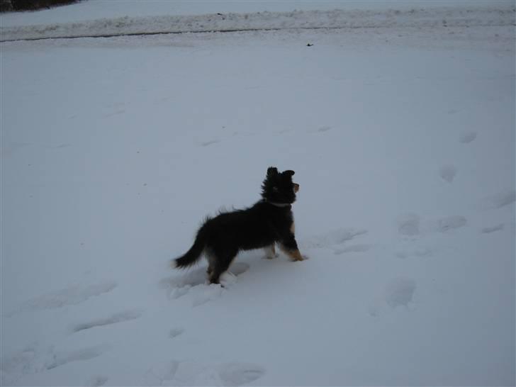 Shetland sheepdog Ida billede 4