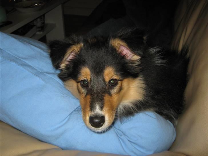 Shetland sheepdog Ida billede 5