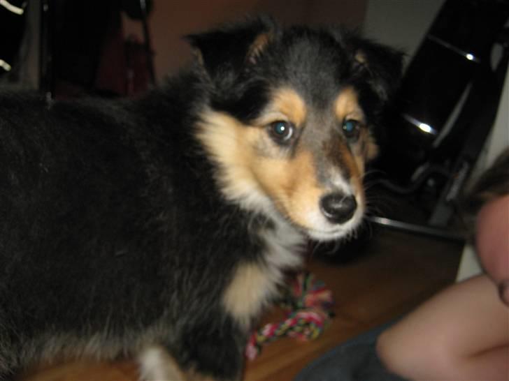 Shetland sheepdog Ida billede 6