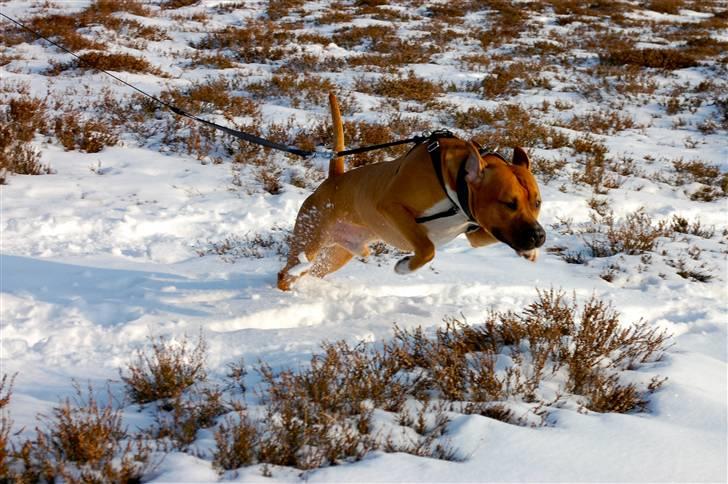 Amerikansk staffordshire terrier Aslan billede 14