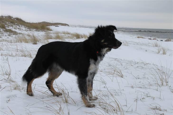 Border collie kep Guldenland billede 5