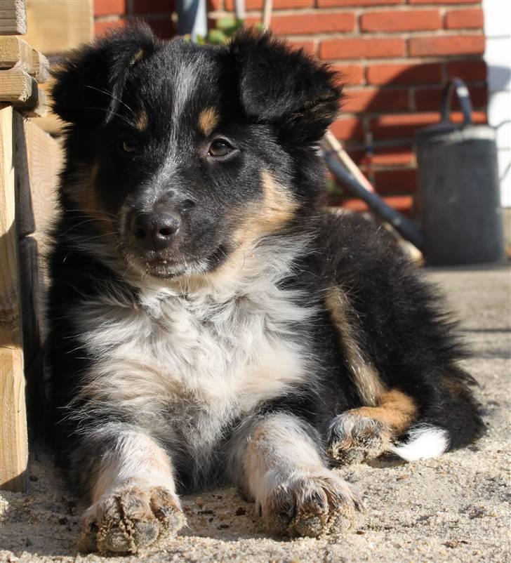 Border collie kep Guldenland billede 6
