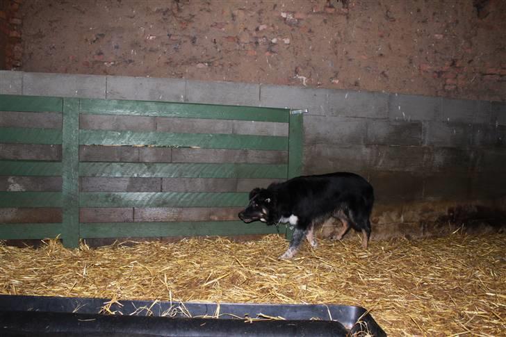 Border collie kep Guldenland - Lidt staldarbejde, Kirk 6 mdr. billede 7