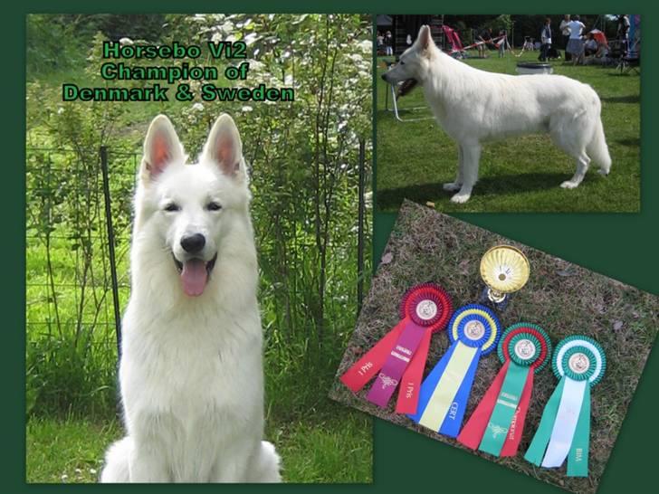 Hvid Schweizisk Hyrdehund Horsebo Vi2 - Horsebo Vi2 , Dansk & Svensk Udstillings Champion billede 12