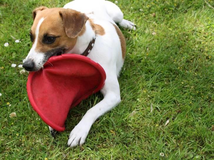 Dansk svensk gaardhund Anton - Anton med sit yndlingslegetøj: Blød gummi Frisbee! billede 4