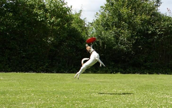Dansk svensk gaardhund Anton - Yes - han er glad for den frisbee. billede 5