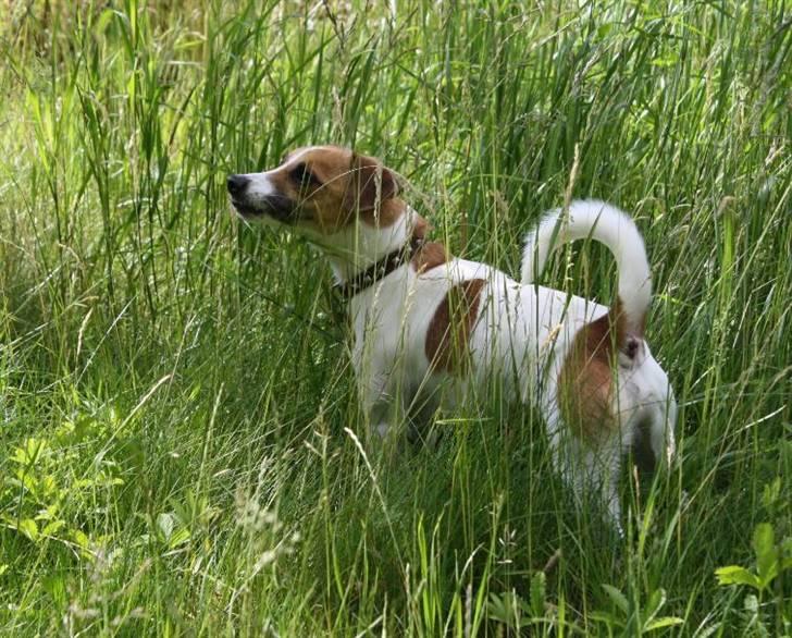 Dansk svensk gaardhund Anton - Mon de kan se mig hvis jeg står her i det høje græs? billede 6