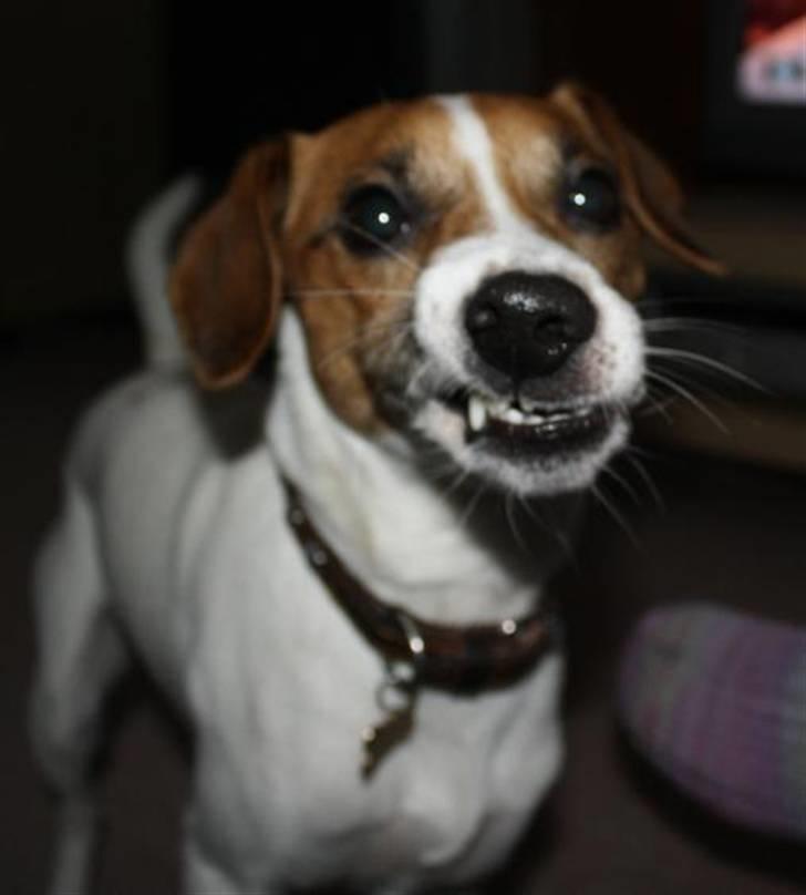 Dansk svensk gaardhund Anton - Hallo - jeg står lige og tygger på en godbid - så læg dog de kamera fra dig menneske! billede 7