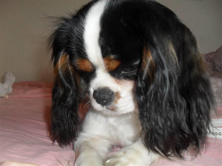 Cavalier king charles spaniel Zhiba - Hvor er du bare smuk skat billede 14