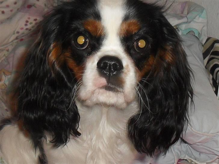Cavalier king charles spaniel Zhiba - mor´s Prinsesse billede 15