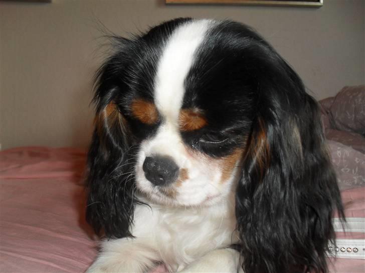 Cavalier king charles spaniel Zhiba billede 16
