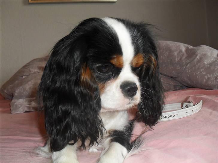 Cavalier king charles spaniel Zhiba - Min hund!!! billede 17
