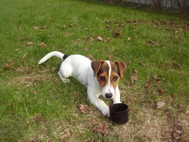 Jack russell terrier Ronaldo billede 1
