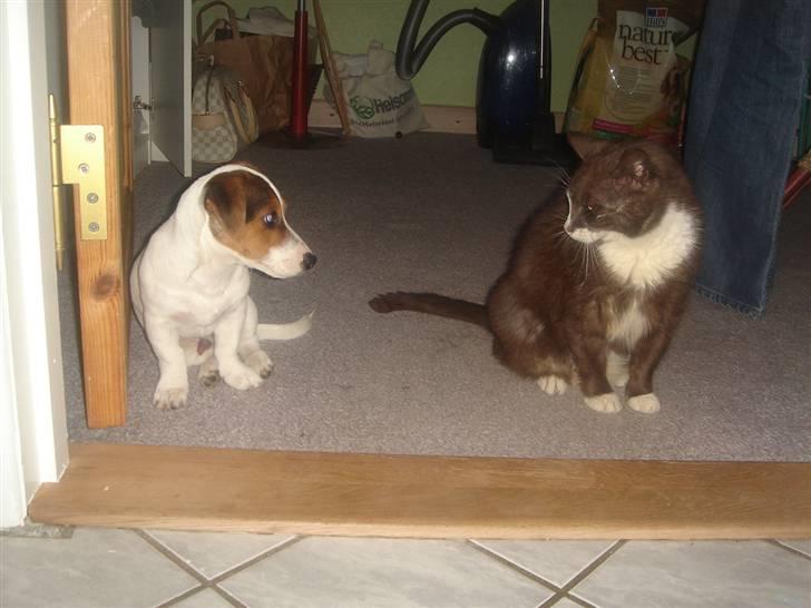 Jack russell terrier Ronaldo - Her sidder Ronaldo sammen med min kat Tarzan billede 2