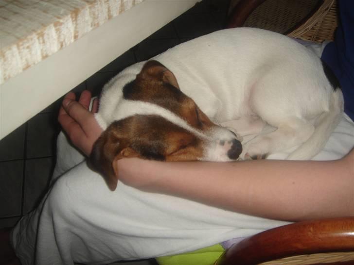 Jack russell terrier Ronaldo billede 3