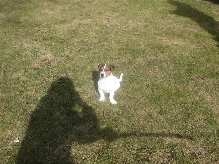 Jack russell terrier Ronaldo billede 4