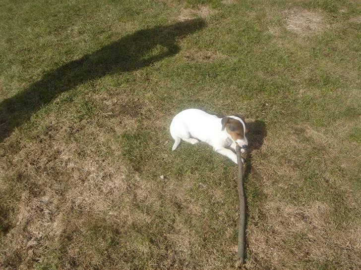 Jack russell terrier Ronaldo billede 5