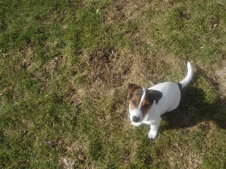 Jack russell terrier Ronaldo billede 6