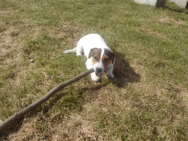 Jack russell terrier Ronaldo billede 7