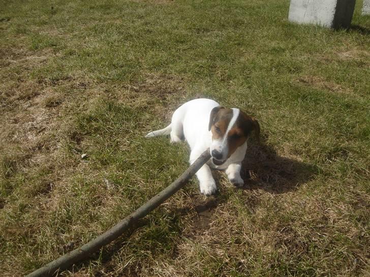 Jack russell terrier Ronaldo billede 8