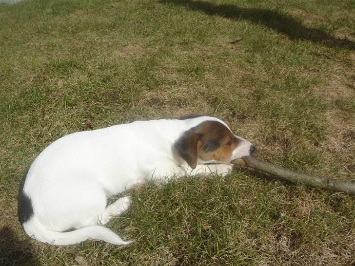 Jack russell terrier Ronaldo billede 9