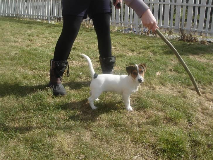 Jack russell terrier Ronaldo billede 10