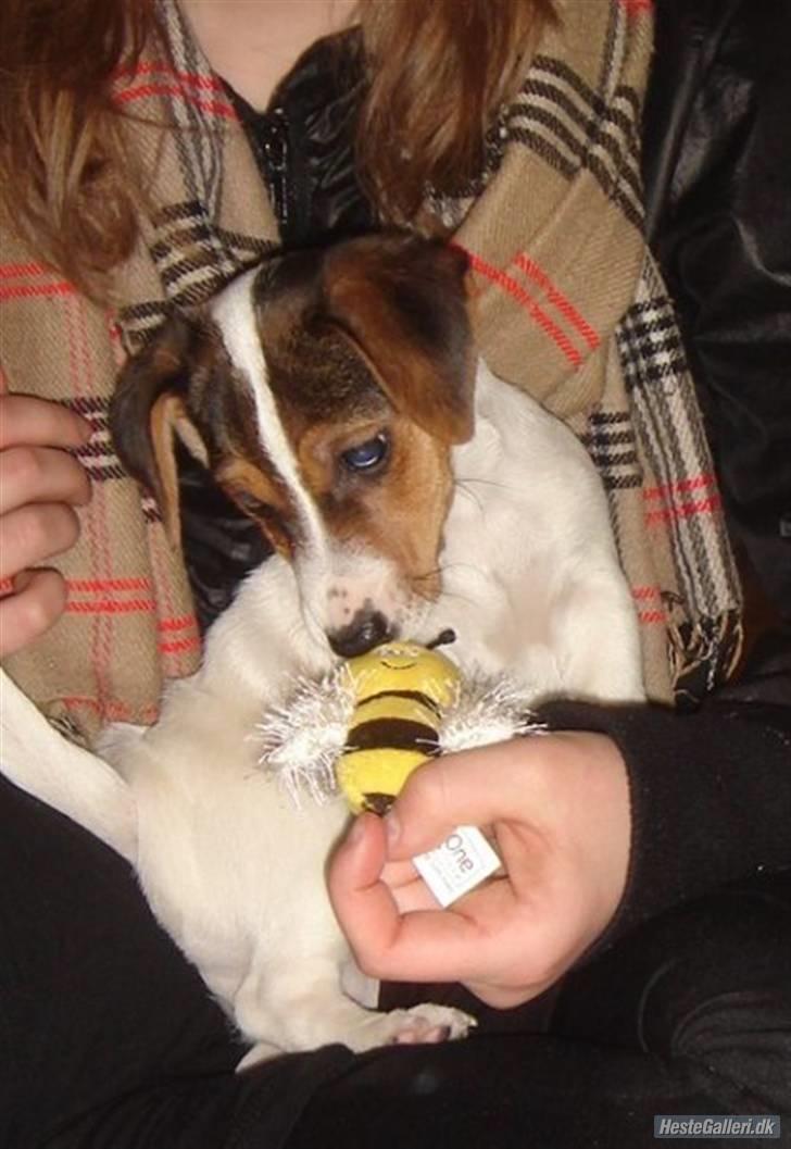 Jack russell terrier Ronaldo billede 11