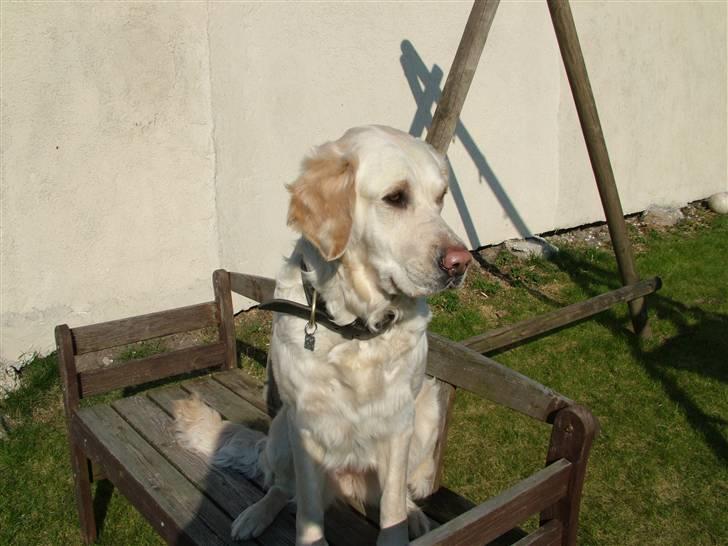 Blanding af racer Mille RIP 11/4-16 billede 1