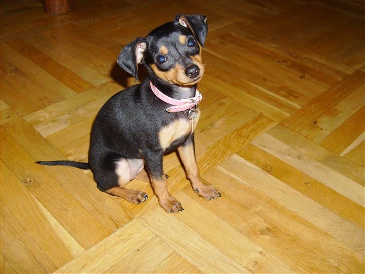 Prazsky krysarik Eta - sidder jeg fint nok mor? billede 1