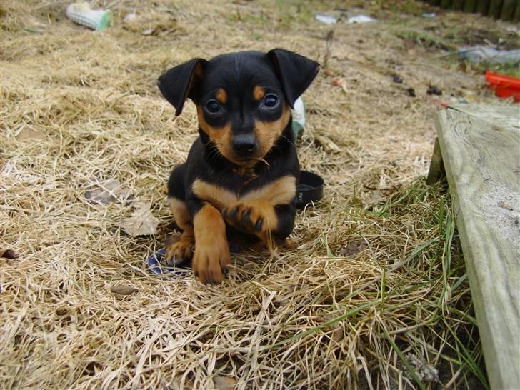 Prazsky krysarik Eta billede 2