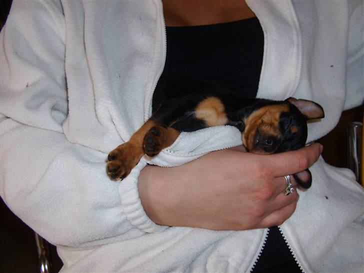 Prazsky krysarik Eta - Hvaaaad? jeg ligger dejligt ved min moar! <3 billede 3