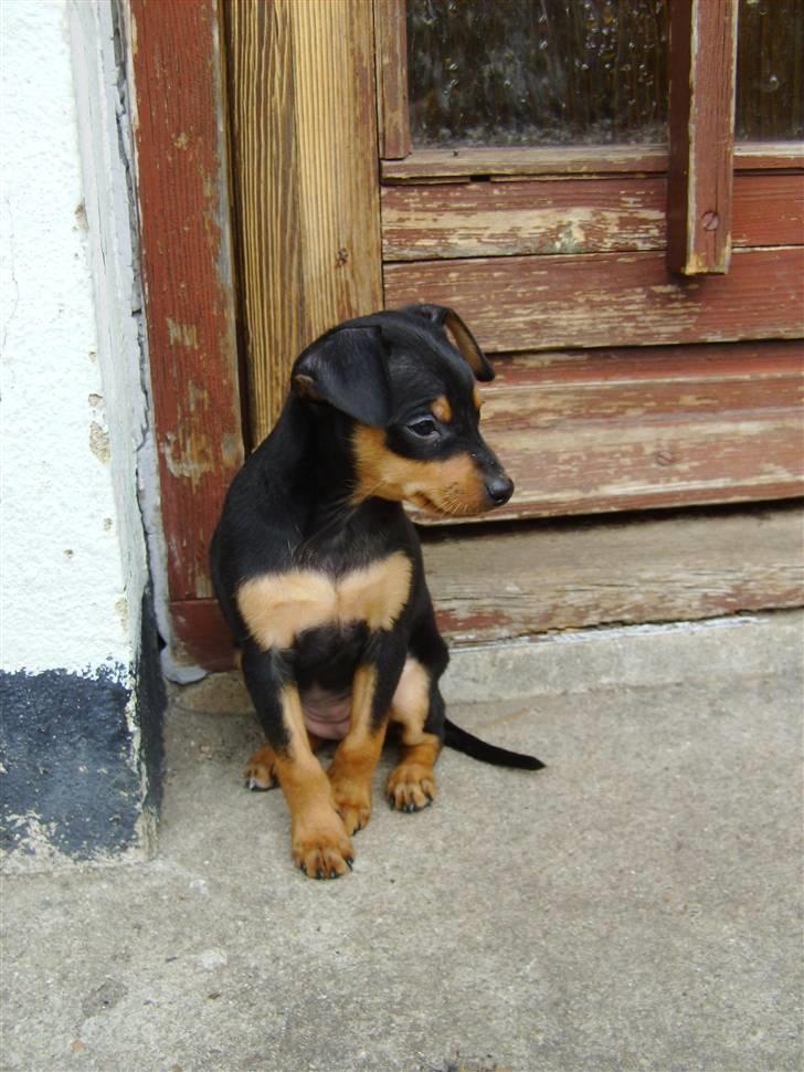 Prazsky krysarik Eta - hmmm hvem lukkede døren, jeg fryyyser og vil ind!! billede 4