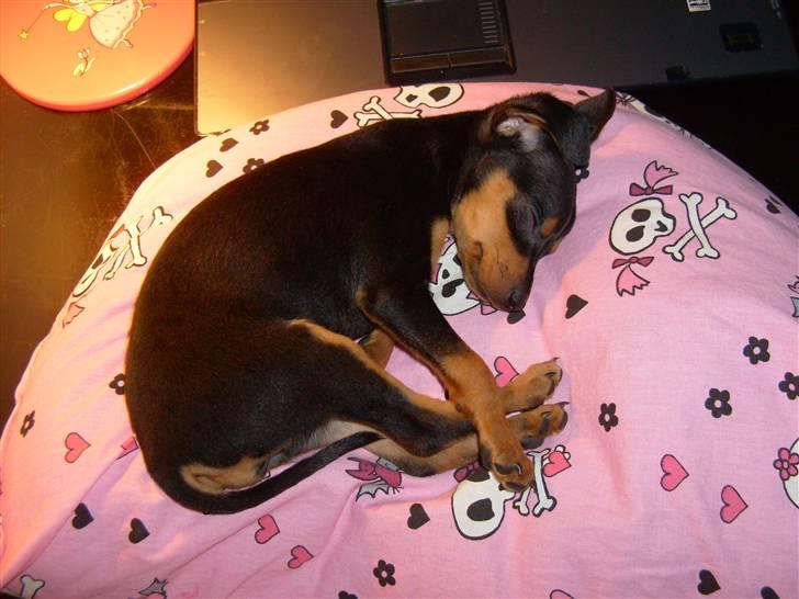 Prazsky krysarik Eta - <3 billede 5