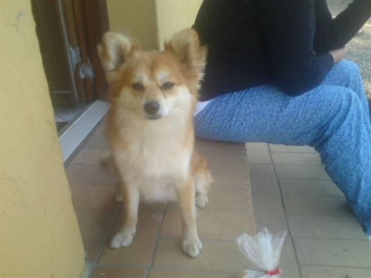 Blanding af racer Vips billede 1