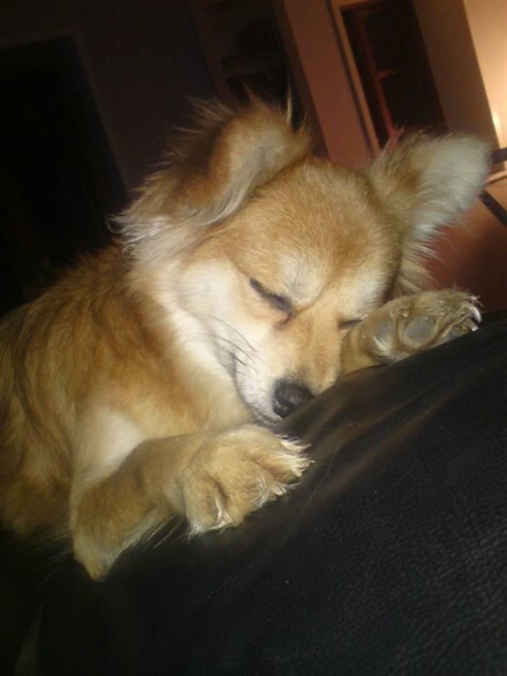 Blanding af racer Vips billede 3