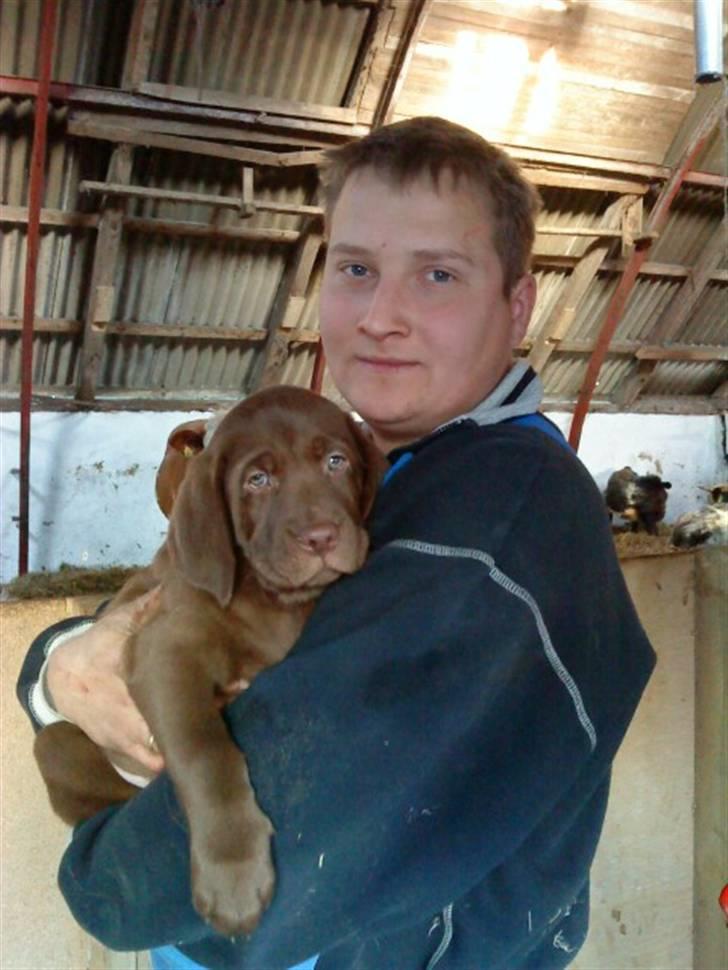 Labrador retriever Anton billede 1