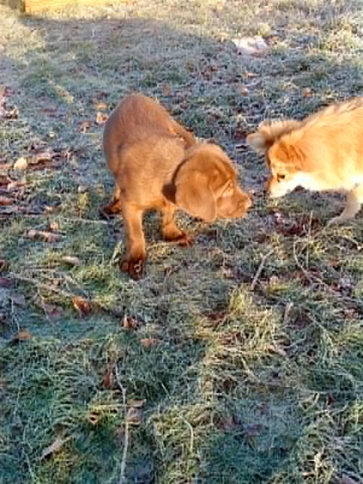 Labrador retriever Anton billede 2