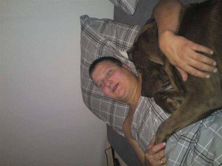 Labrador retriever Anton billede 3