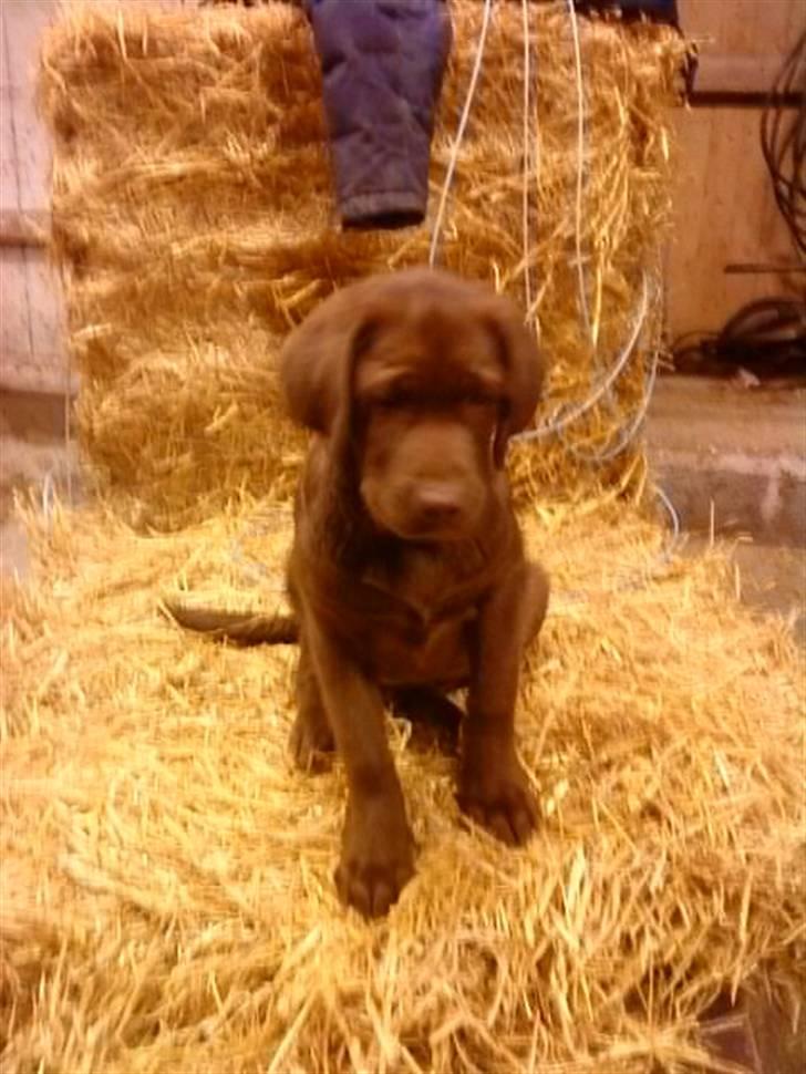 Labrador retriever Anton billede 4