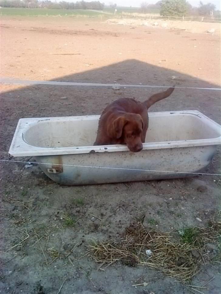 Labrador retriever Anton billede 5