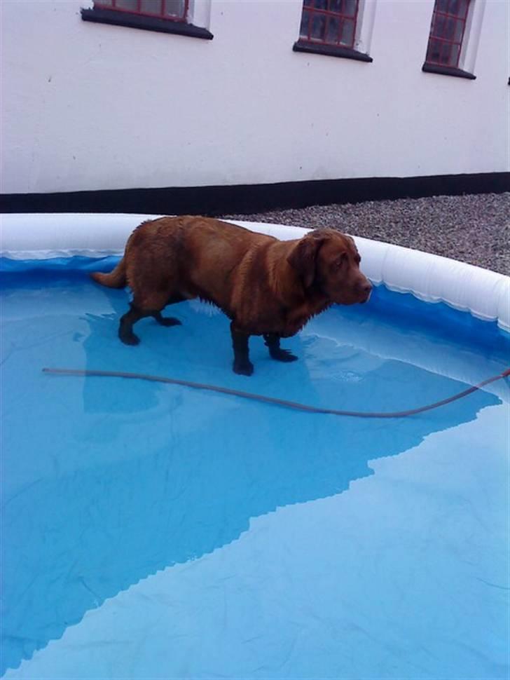 Labrador retriever Anton billede 6