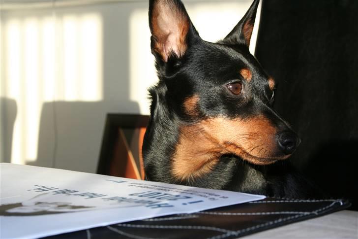 Dvaergpinscher Maxi billede 20