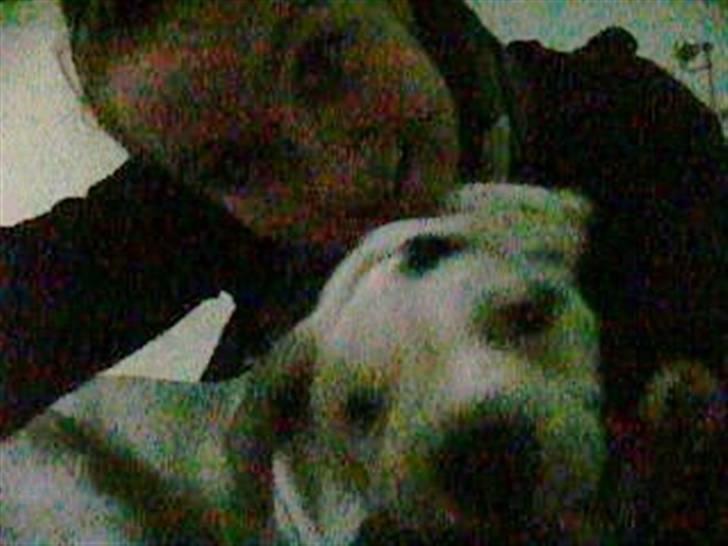 Amerikansk bulldog Mango billede 7