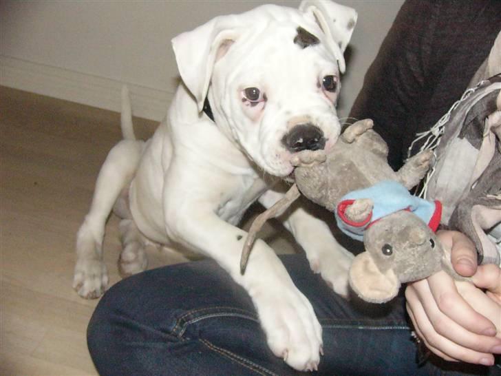 Amerikansk bulldog Mango - Tøjmusen er det bedste legetøj i verden.. måtte dog lade livet da han blev lidt større:) billede 8