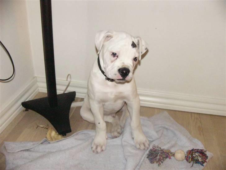 Amerikansk bulldog Mango billede 10