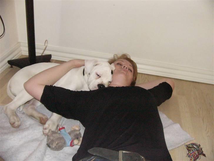 Amerikansk bulldog Mango billede 11