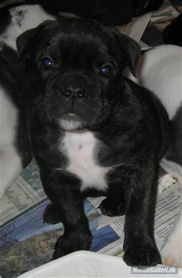 Olde english bulldogge (Romenis) Christa billede 1